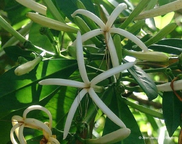 Thiollierea 7