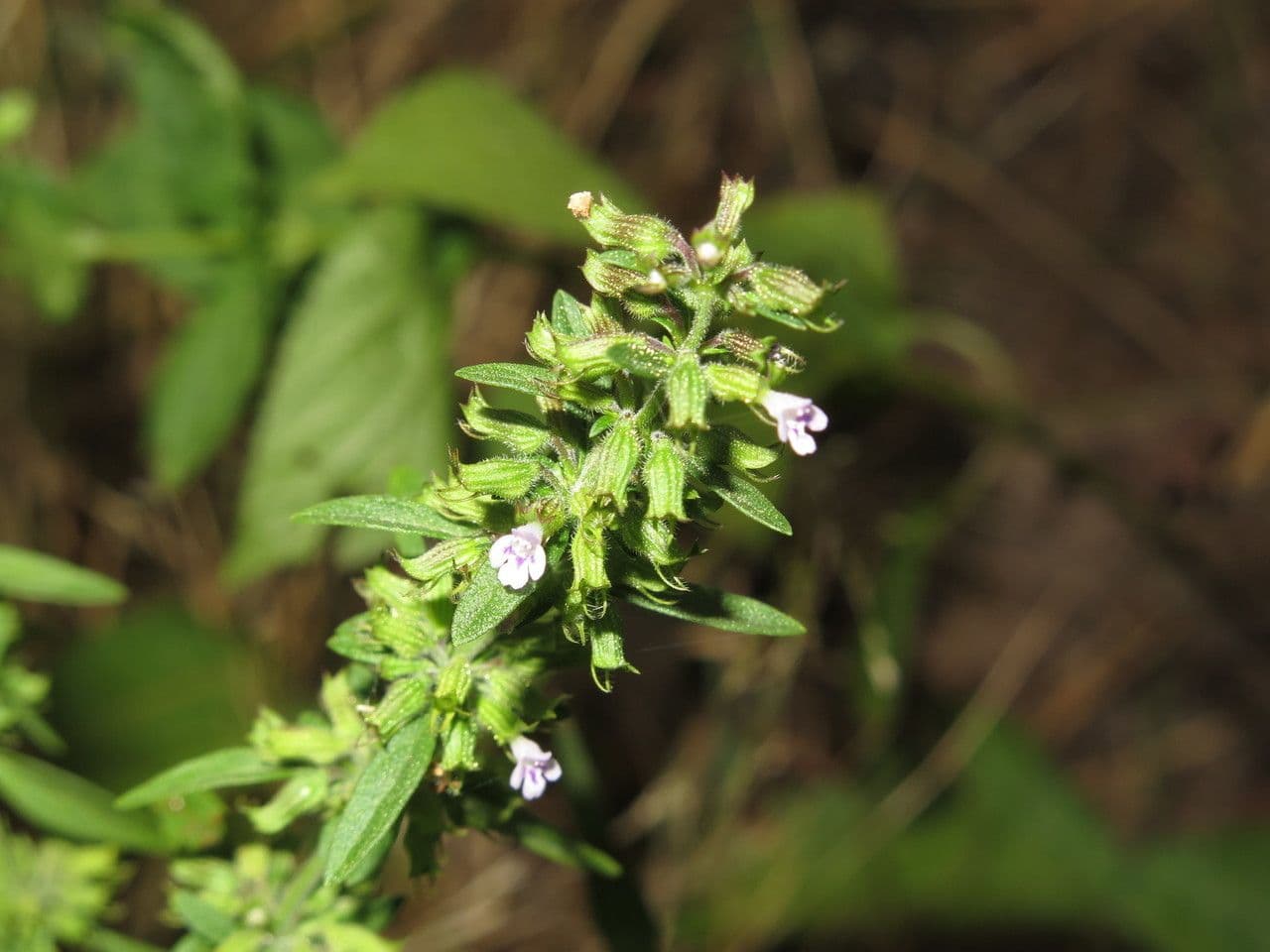 Hedeoma 2