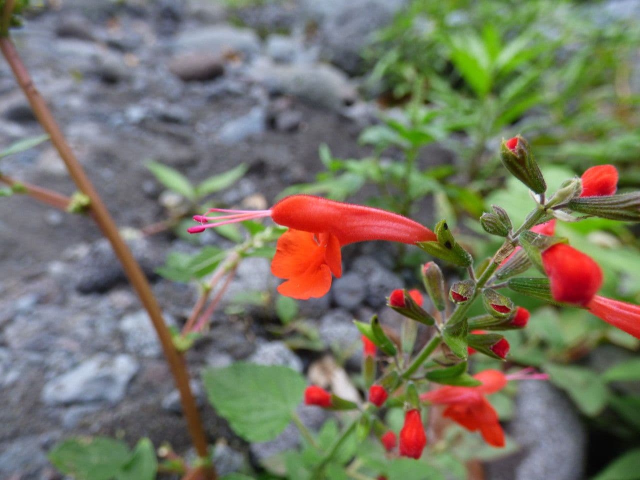 Salvia scarlatta