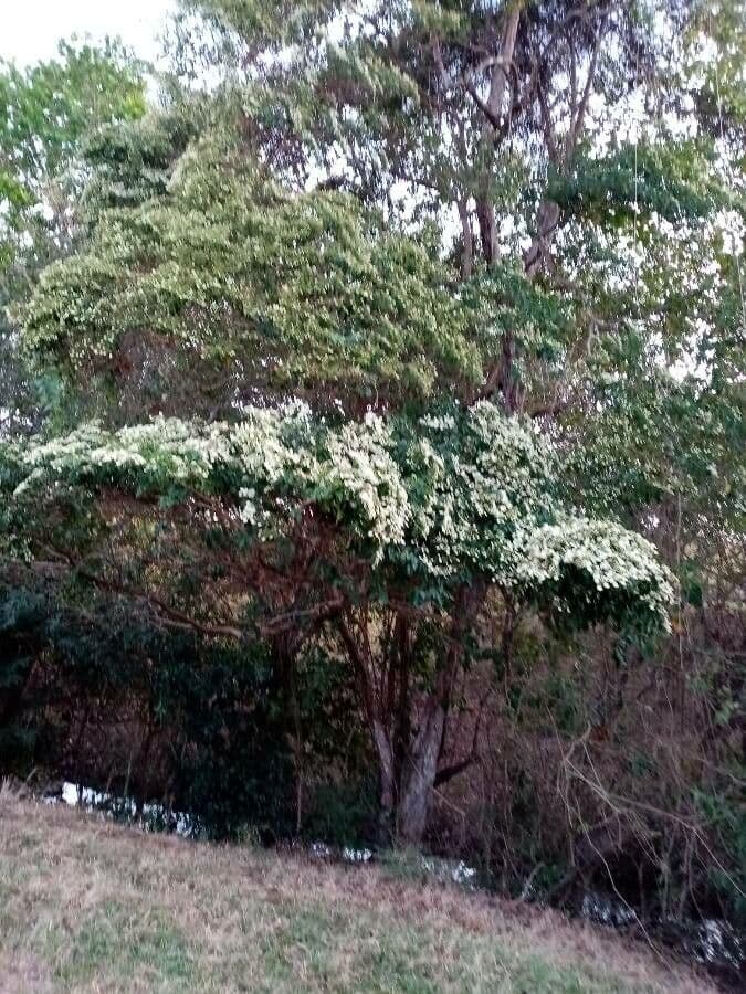 Calycophyllum 7