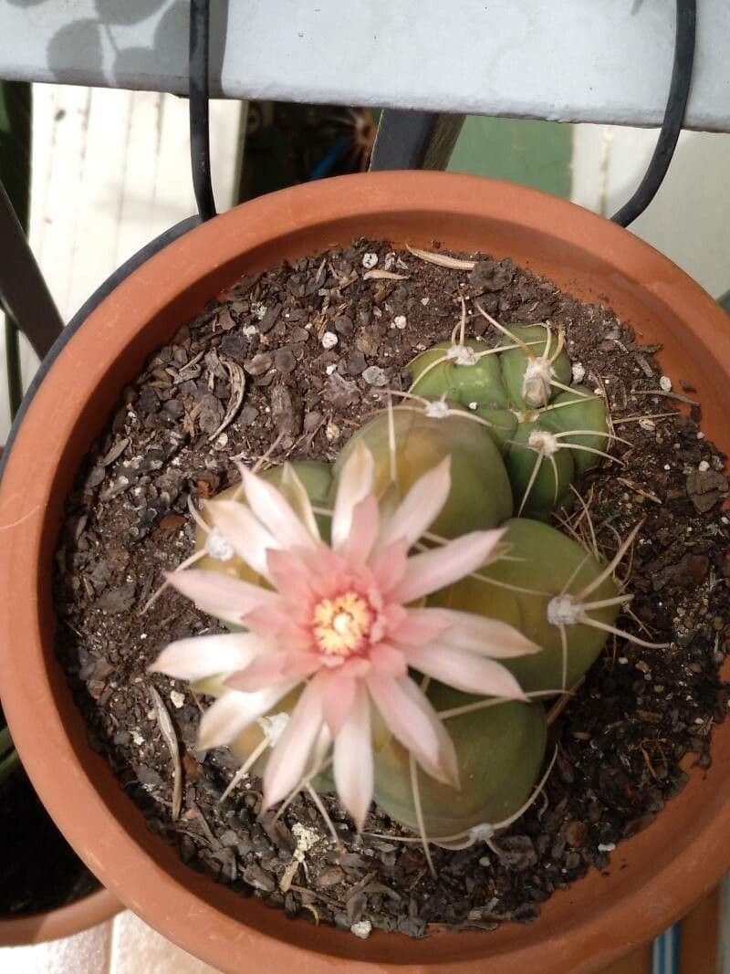 Cactus 4
