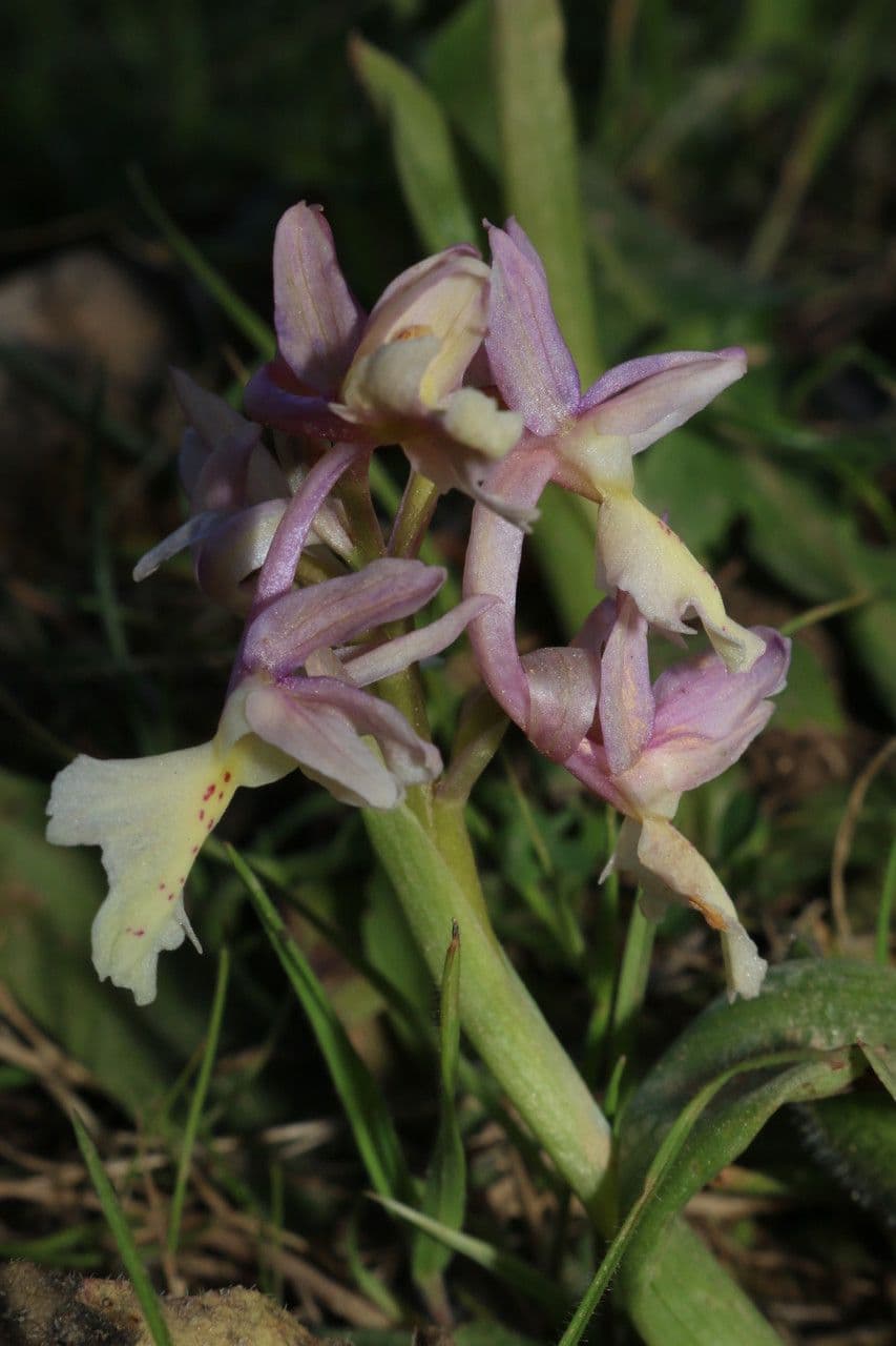 Orchide 2