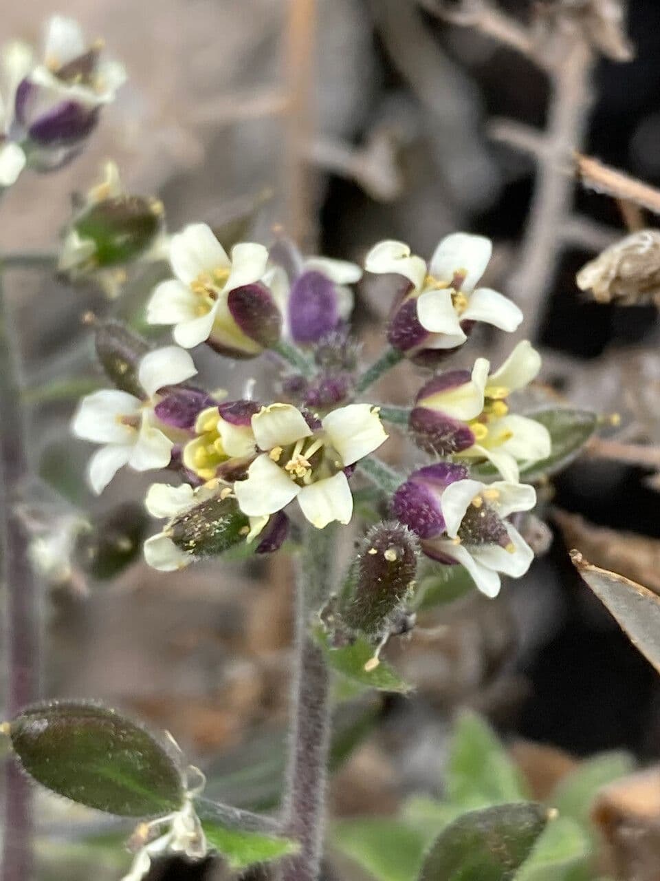 Draba 8