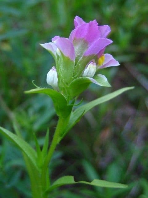 Orthocarpus imbrichato