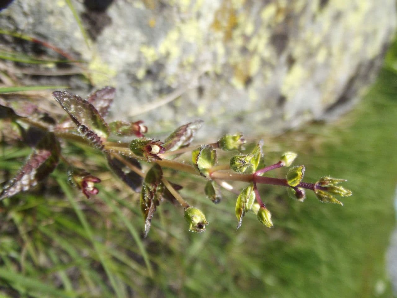 Nothobartsia 5