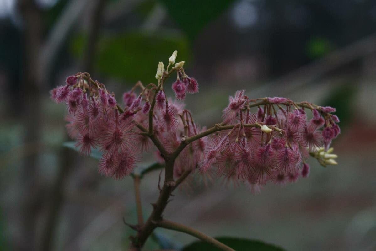 Heliocarpus