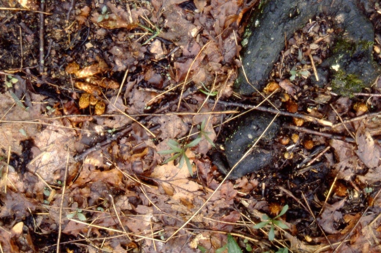 Conopholis 23