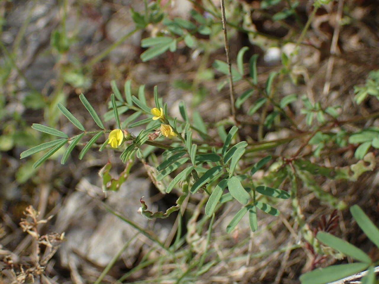 Ipocrepidi ciliata 13