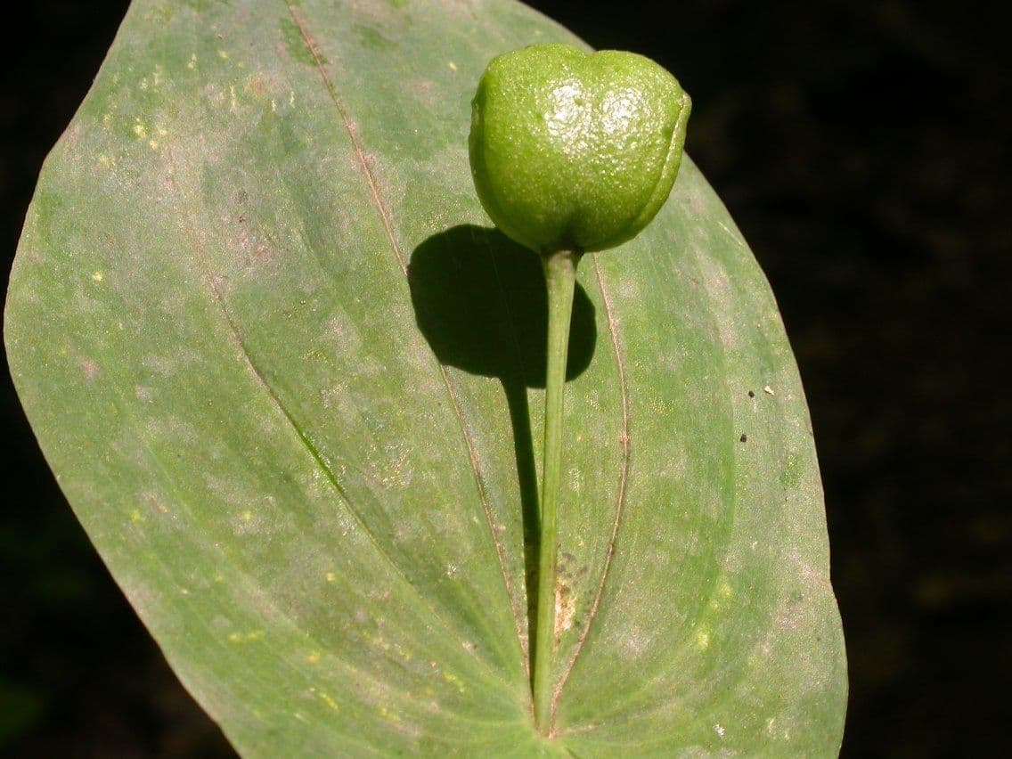 Uvularia grandiflora 2