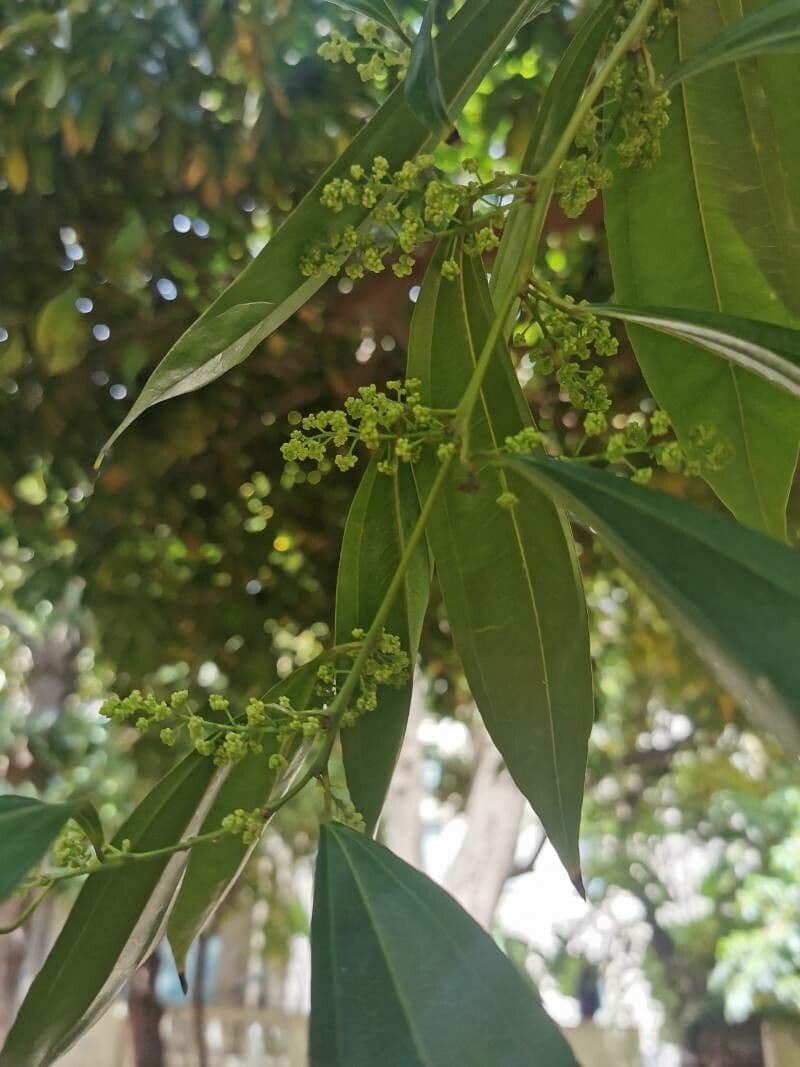 Cocculus 6
