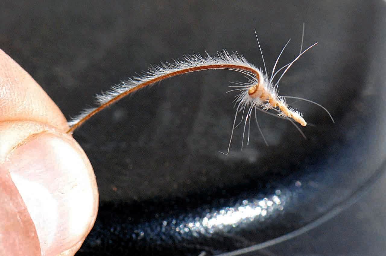 Gefleckte Reiherschnabel 11