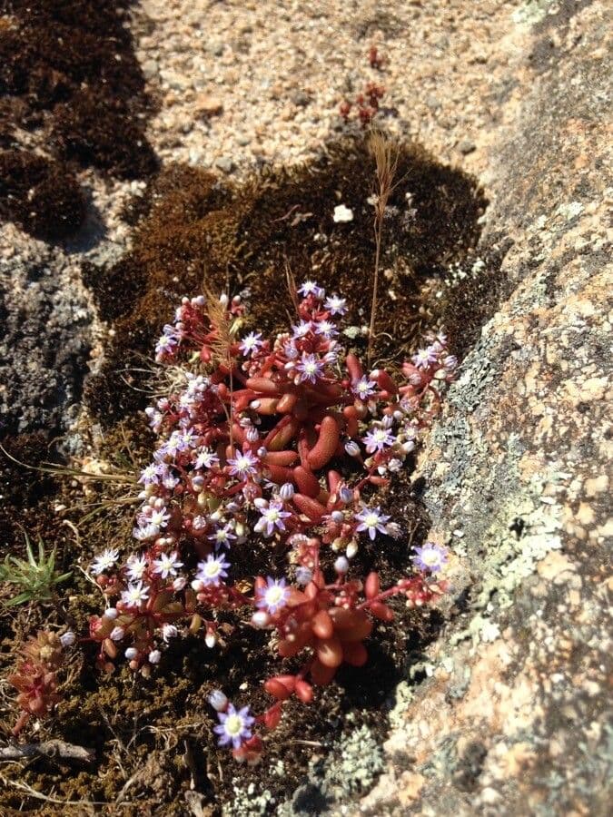 Borracina cerulea 4