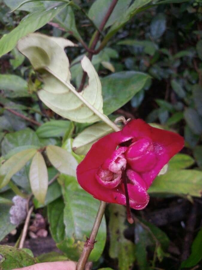 Drymonia coccinea 3