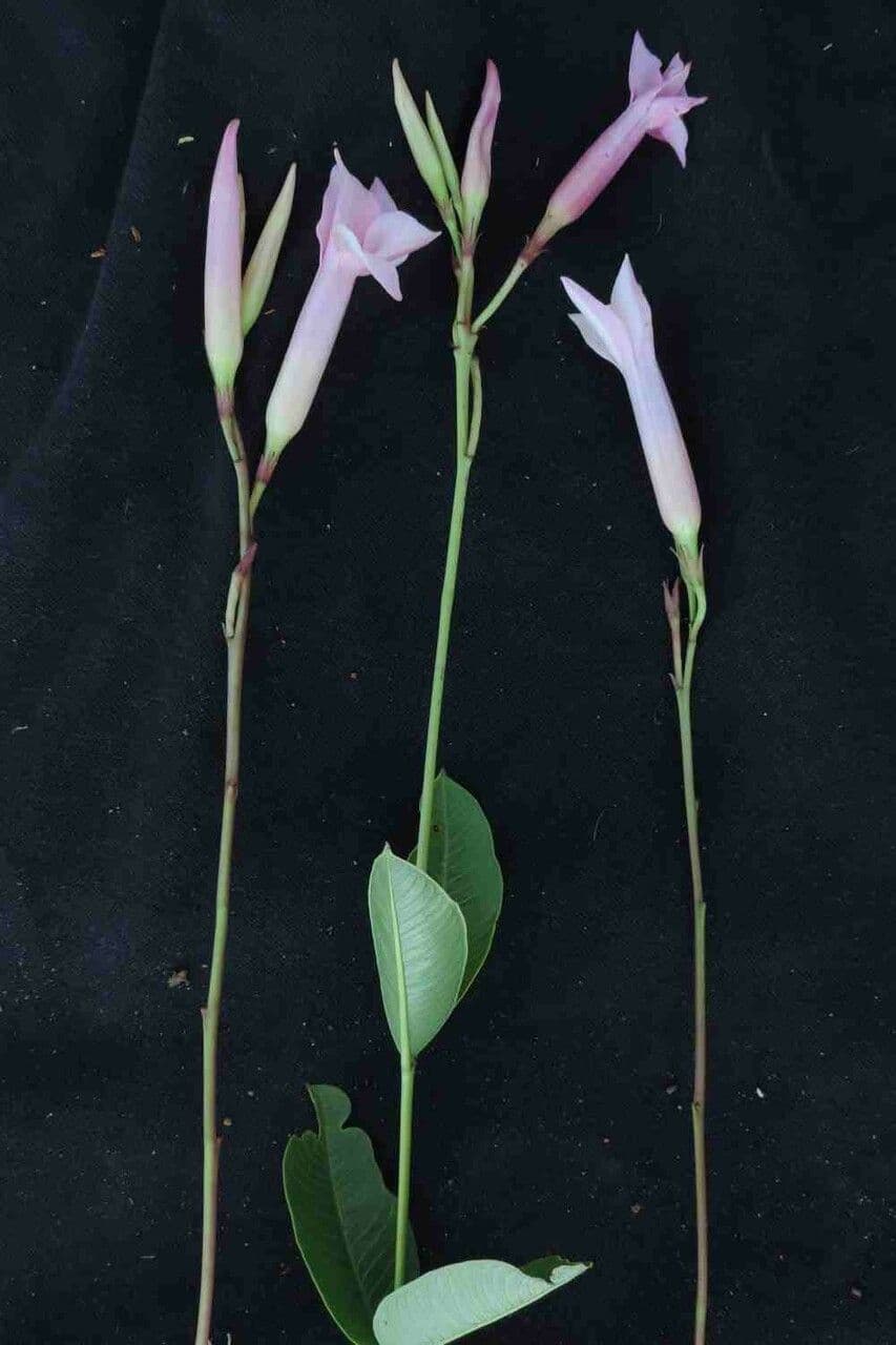 Mandevilla