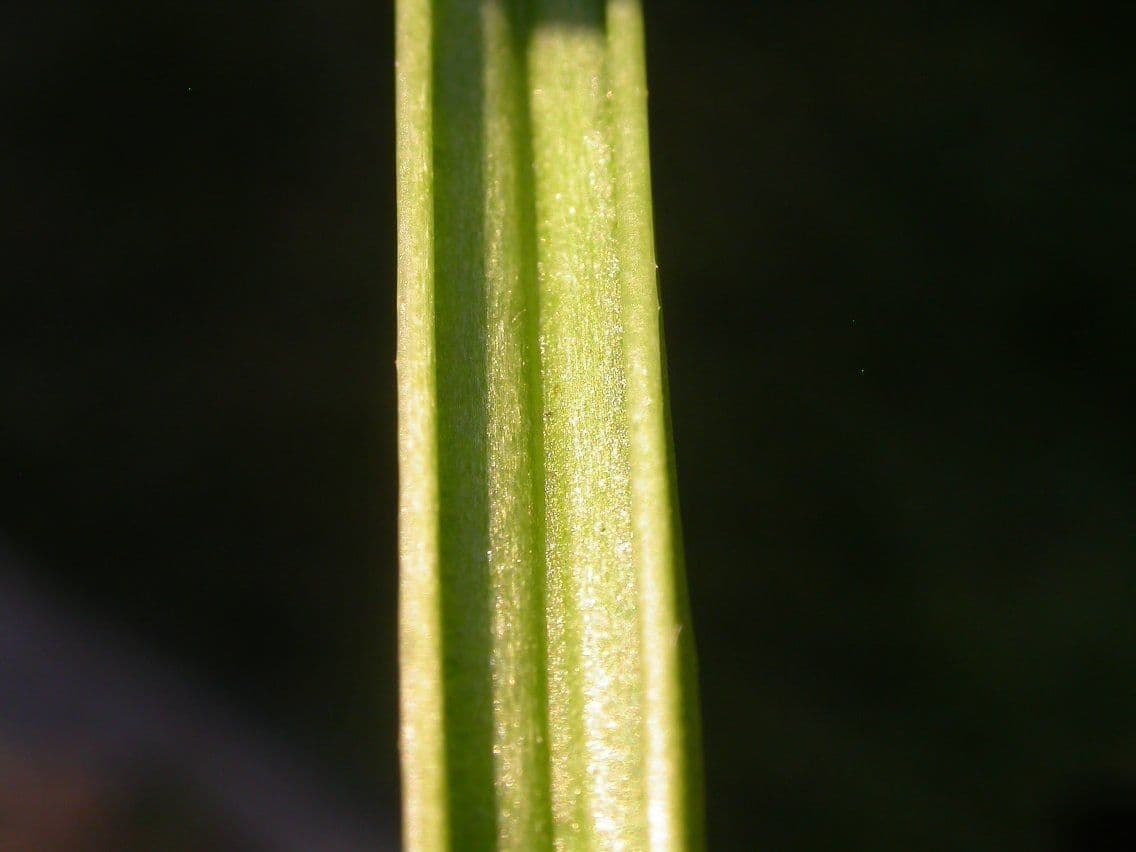 Cornille 22
