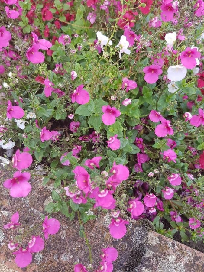 Diascia 6