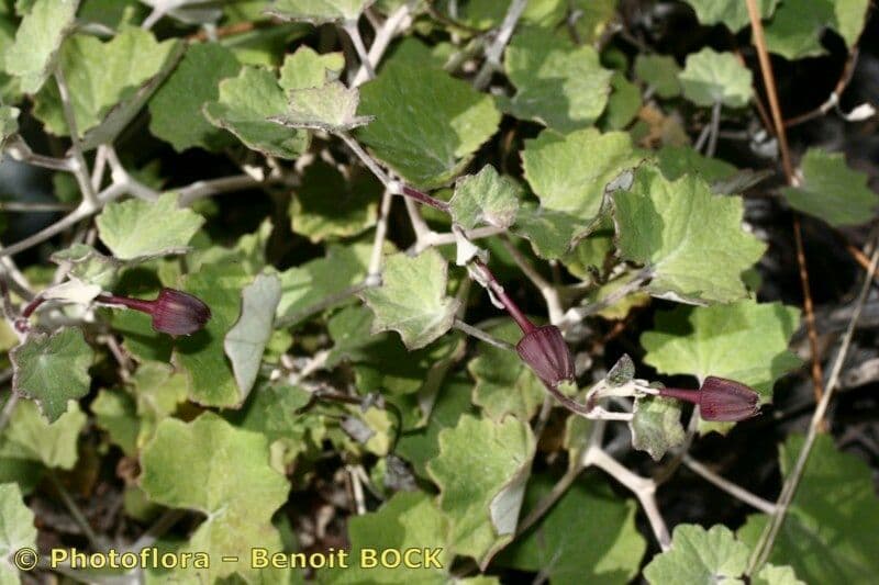 Pericallis 20