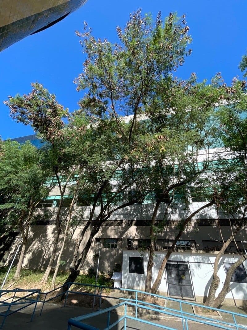 Leucaena 13