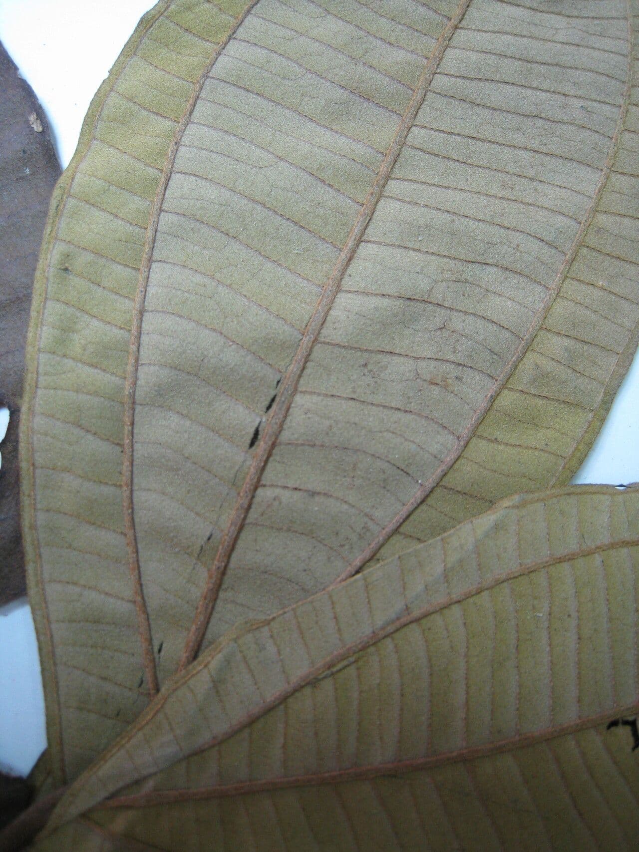 Henriettea ramiflora 2
