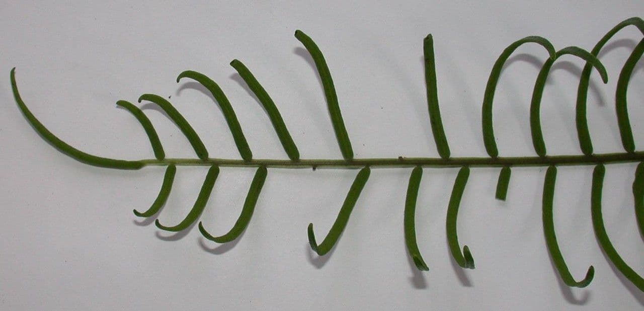 Lomariopsis 9