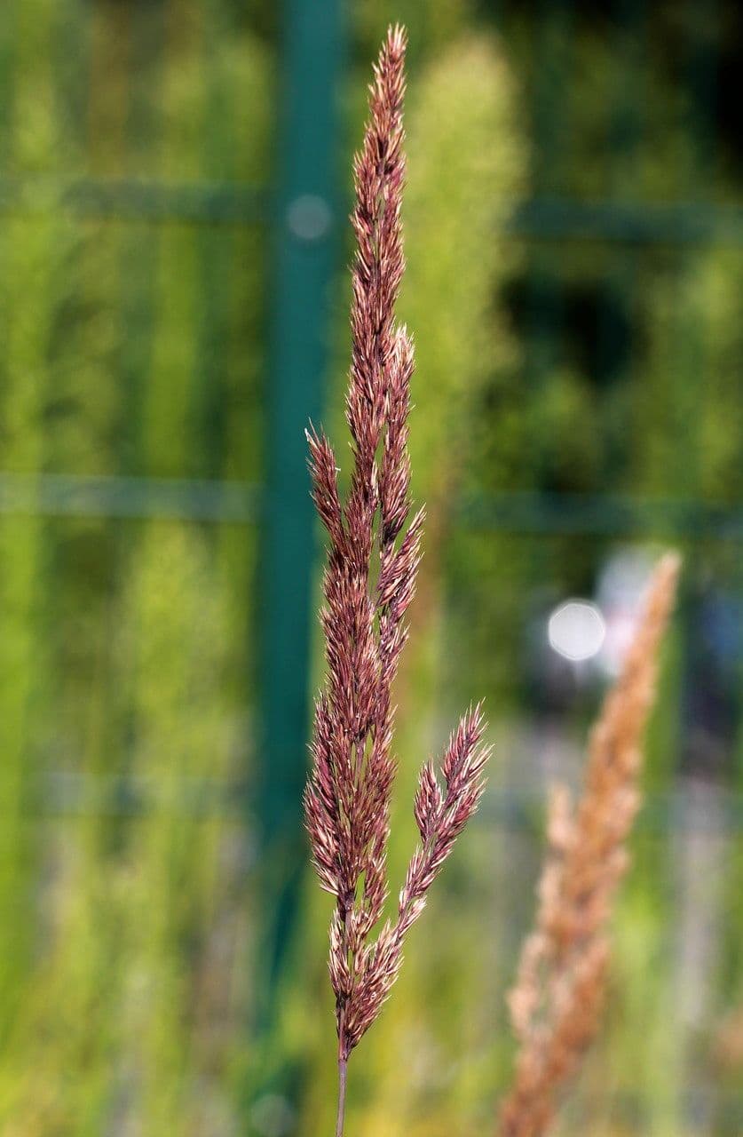 Třtina křovištní 25