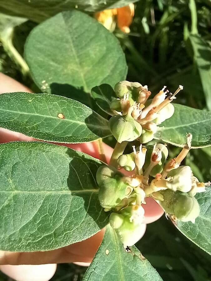 Lechero 4