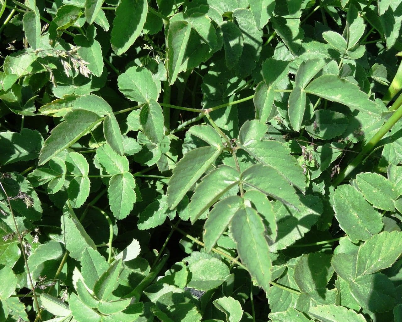 Broadleaf sermountain 18