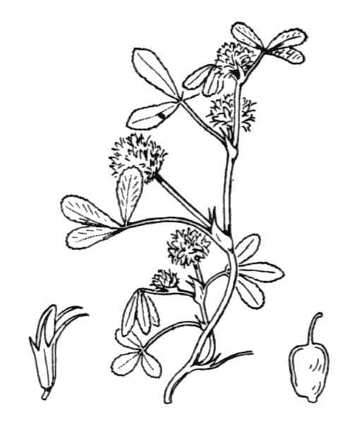 Teasel clover 19