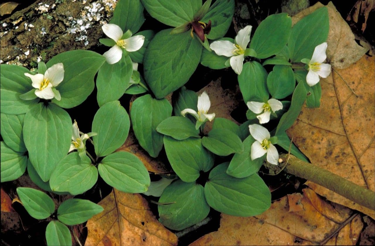 Trillium nivale 8