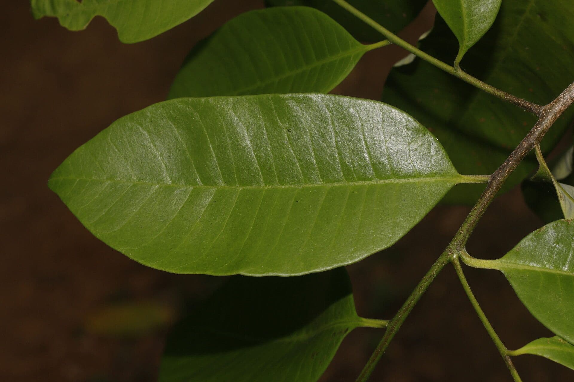 Aspidosperma 2
