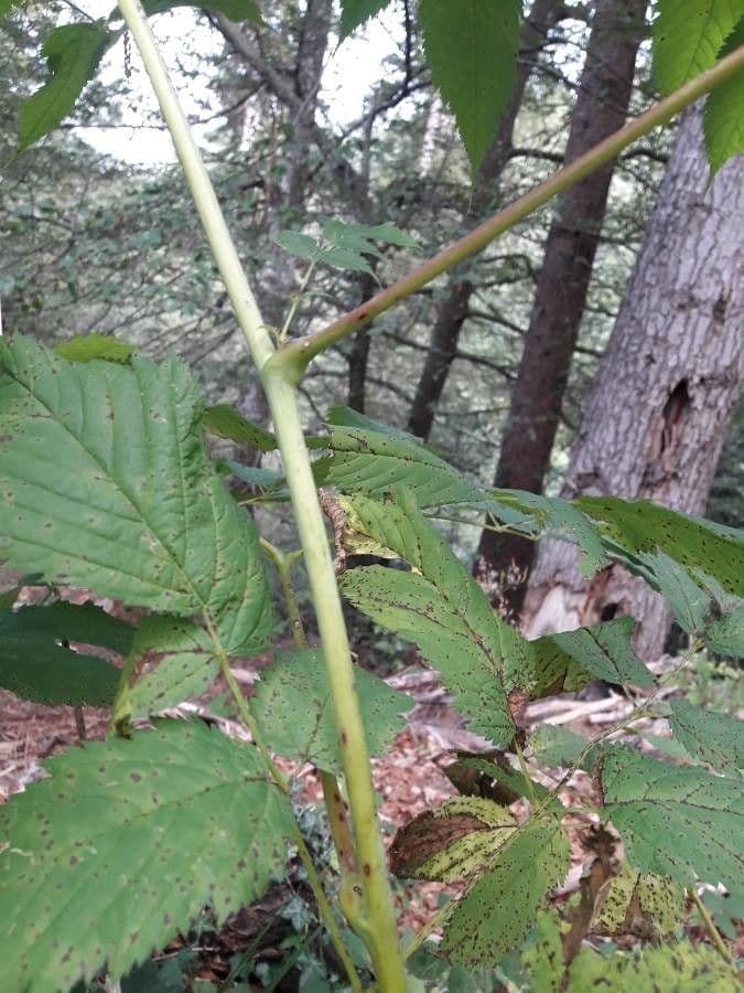 Wald-Geißbart 23