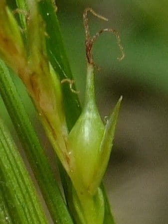 Carice selvatica