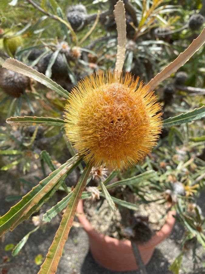Banksia