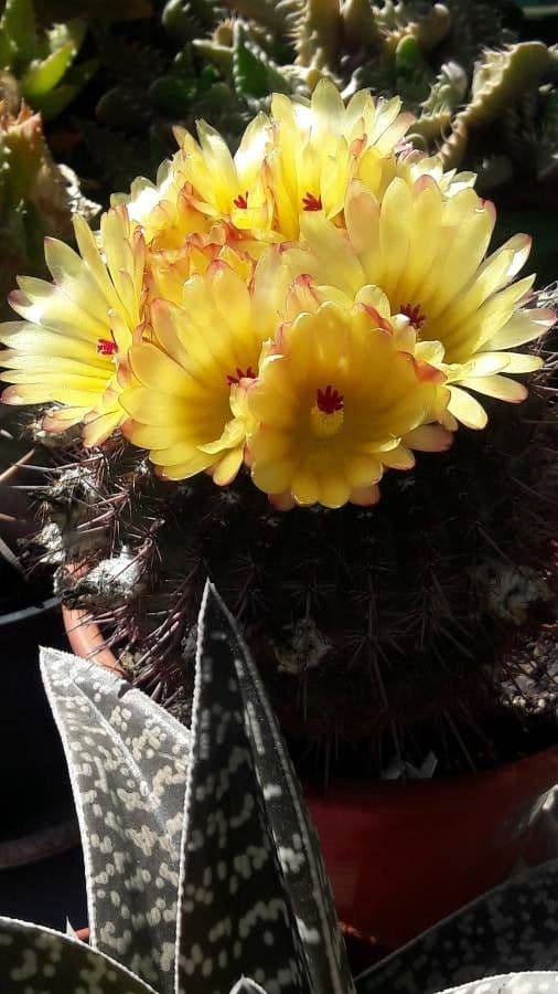 Cactus barile di Leconte 14
