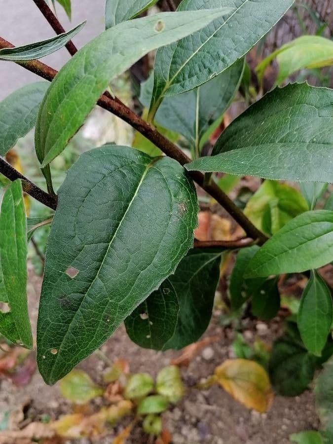 Třapatka purpurová 16