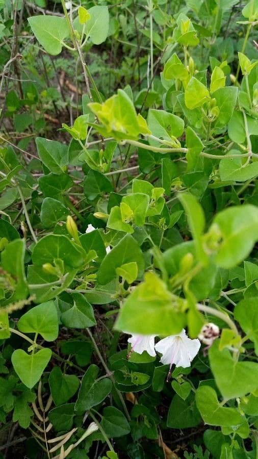 Acleisanthes 5