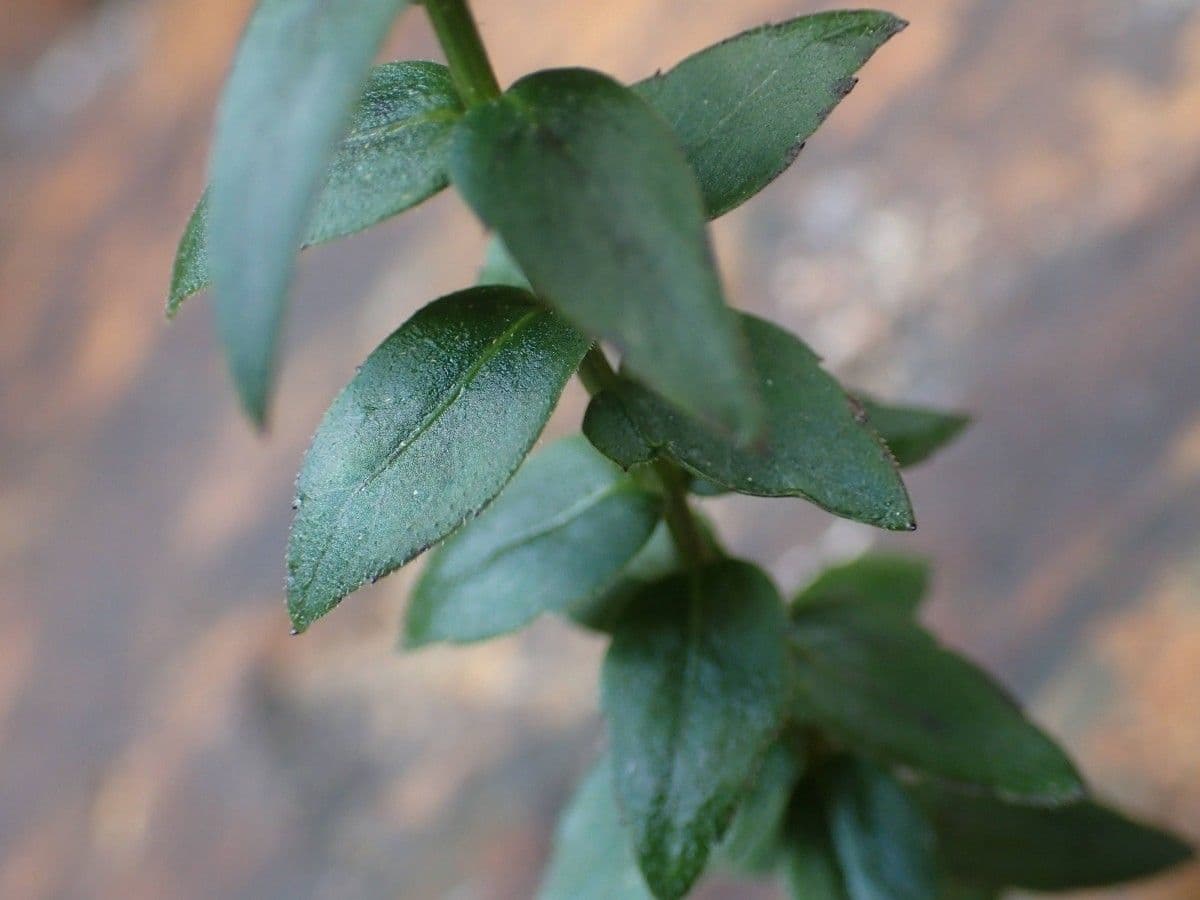 Campanula 13