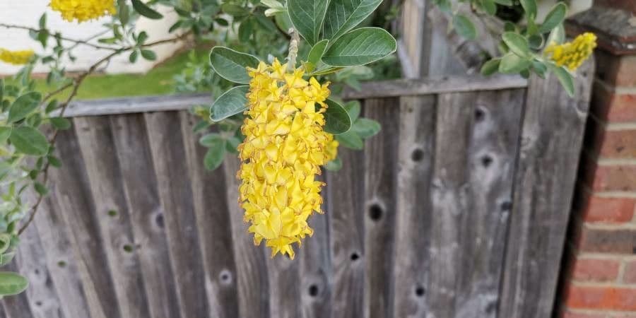 Argyrocytisus battandieri 5