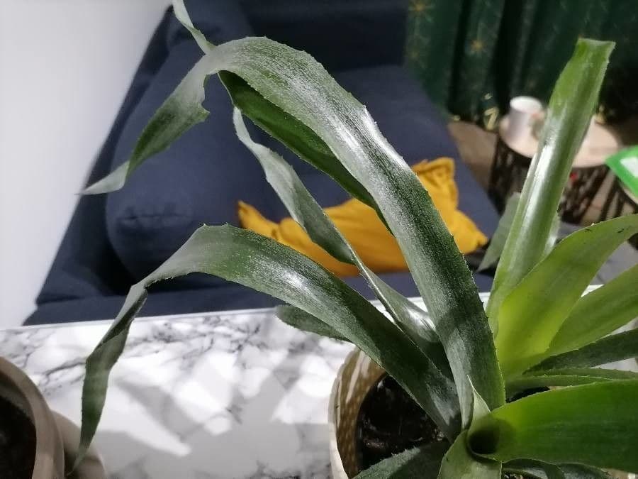 Billbergia pendula 15