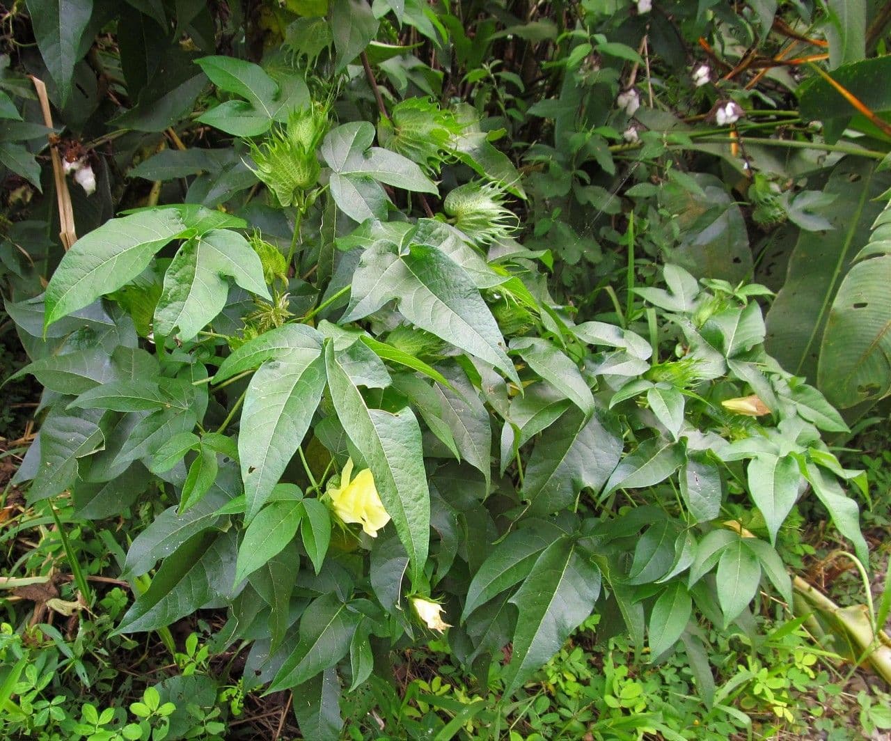 Algodón 13