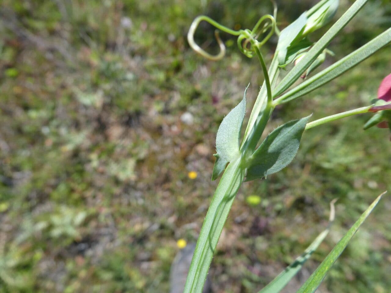 Cicerchia 25