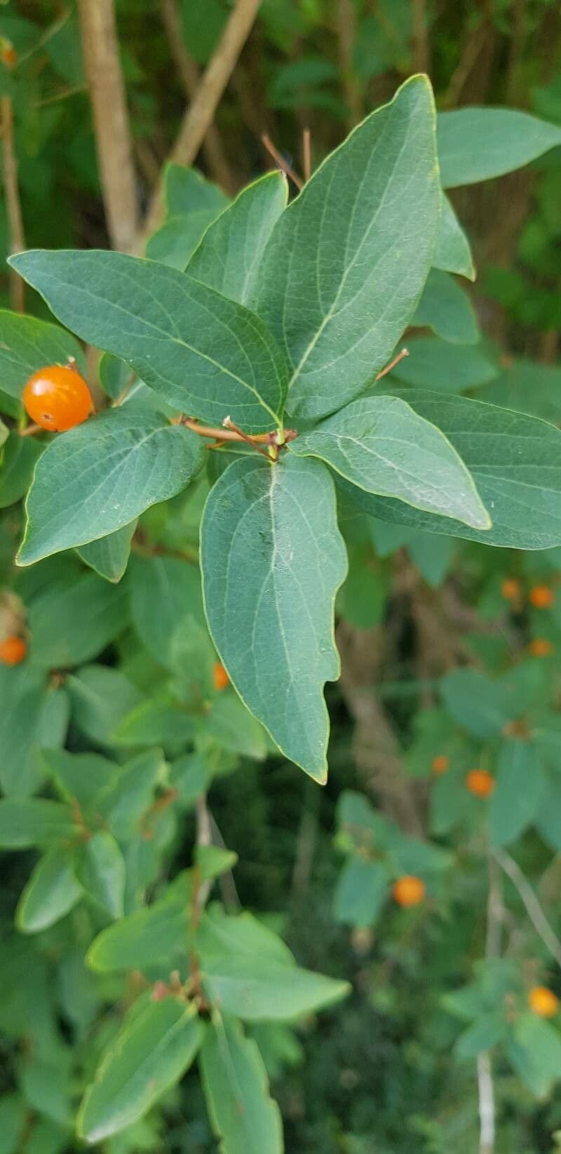 Caprifoglio tatarico 18