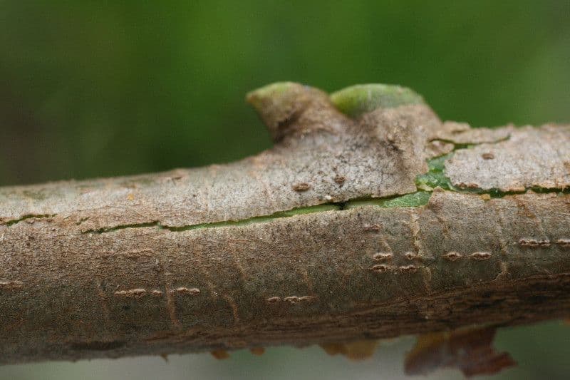 Omphalea 7