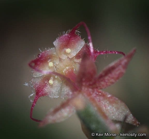 Ayenia compatta 8