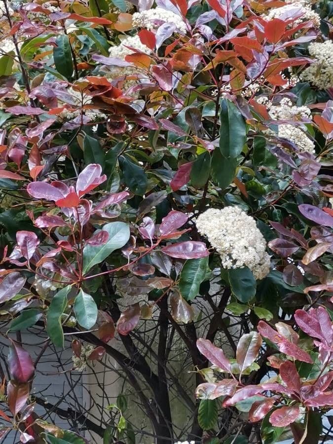 Photinia serrata 18