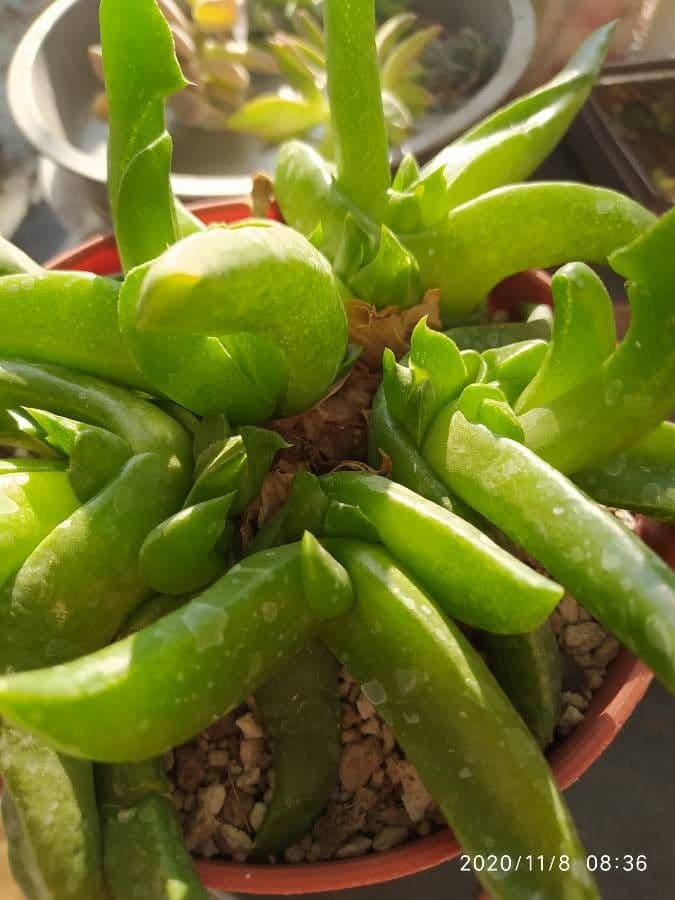 Glottiphyllum 8
