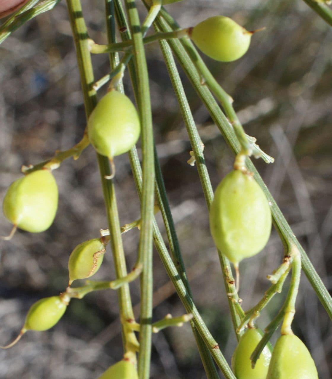 Rhamnus 3