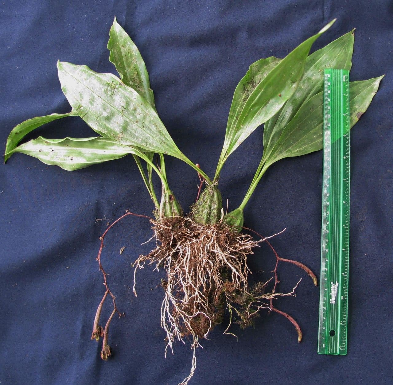 Gongora 9