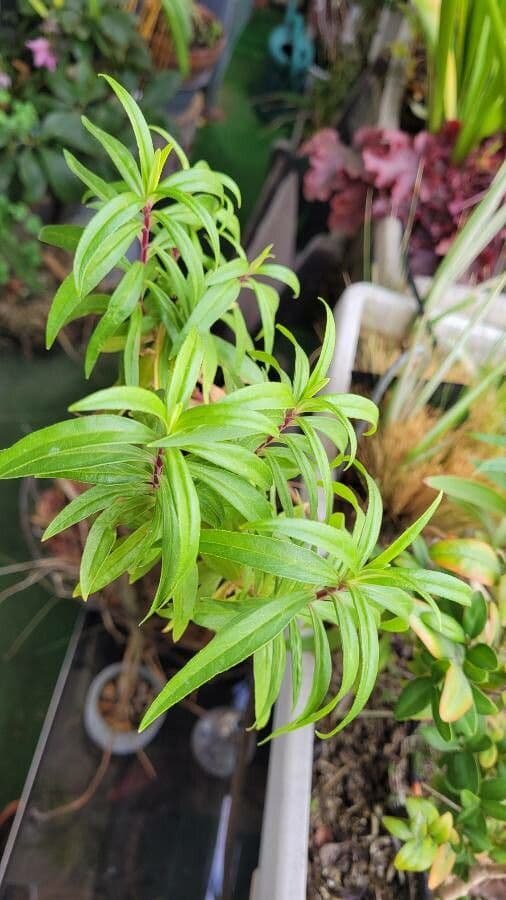 Penstemon rosa