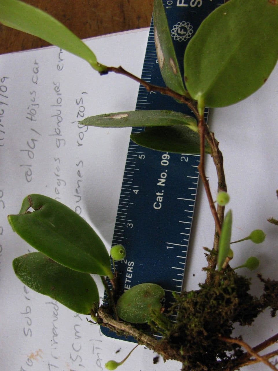 Sphyrospermum 4